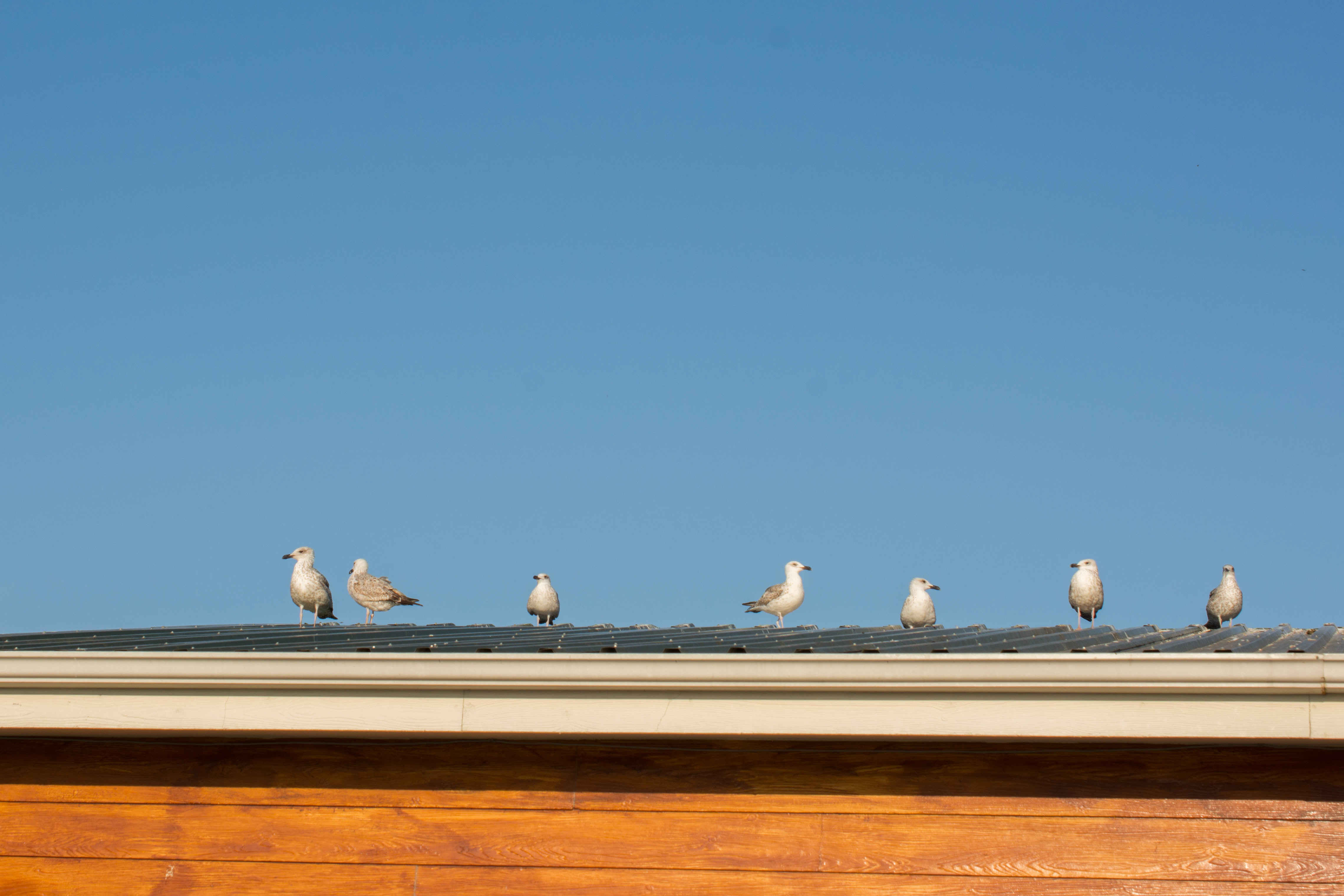 long shot of birds on a roof during the day
