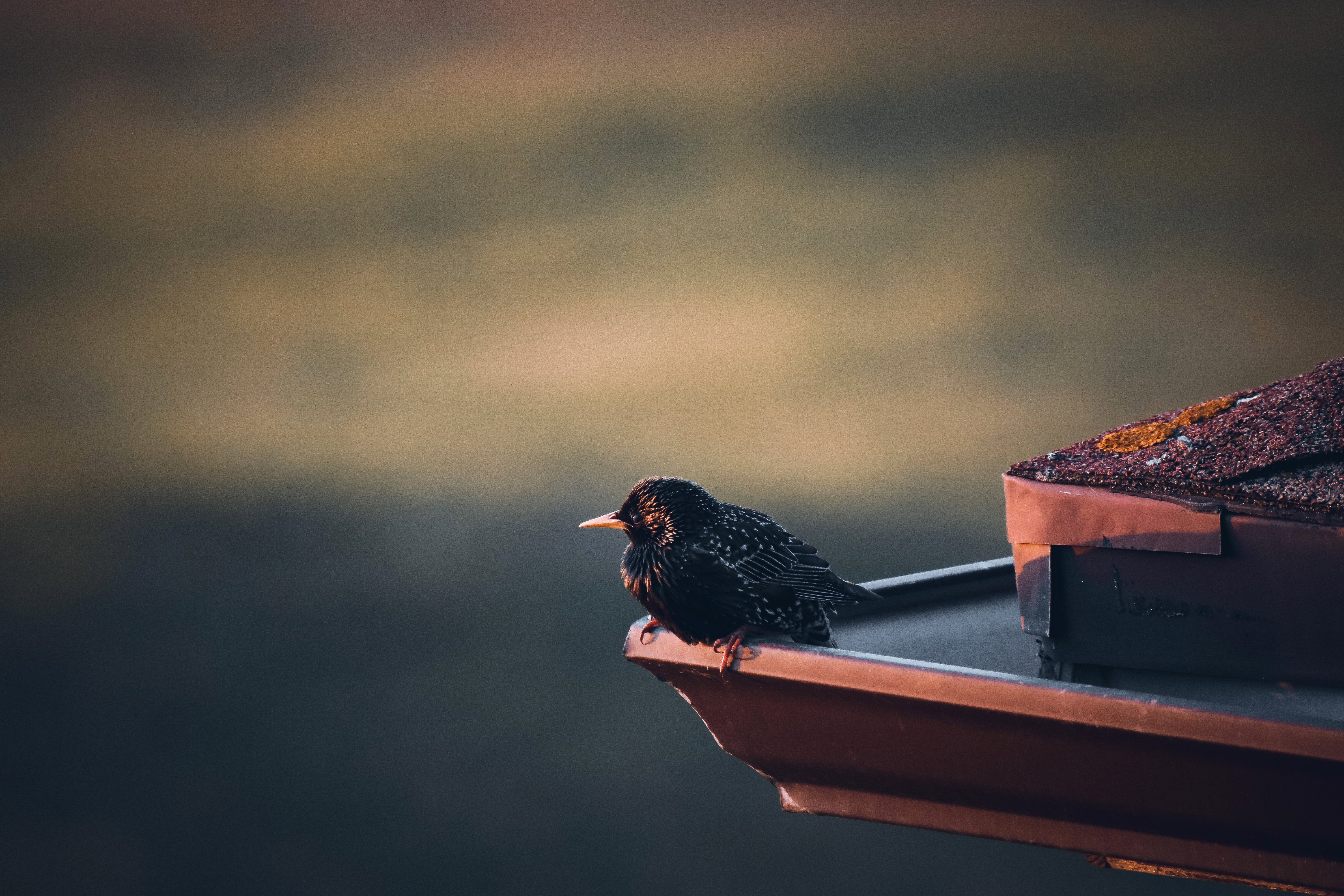 bird on a roof eave