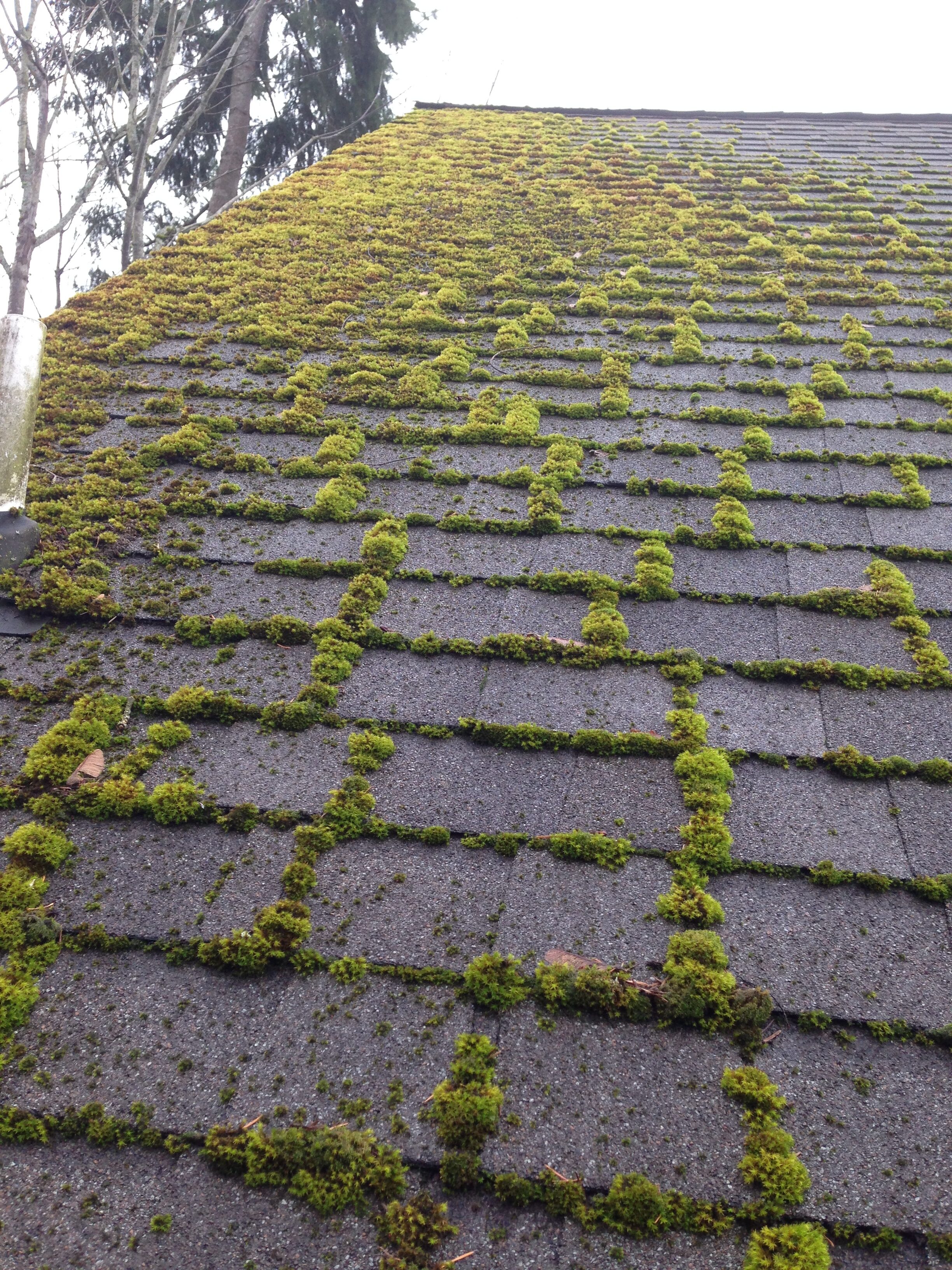 close up picture of a roof with moss on it